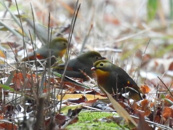 ソウシチョウ 広島県 2021年12月31日(金)