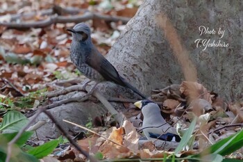 2021年12月31日(金) 堺市北区の野鳥観察記録