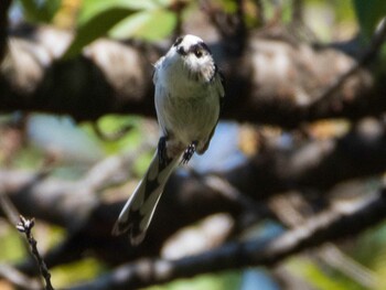 エナガ 染井霊園 2021年10月3日(日)