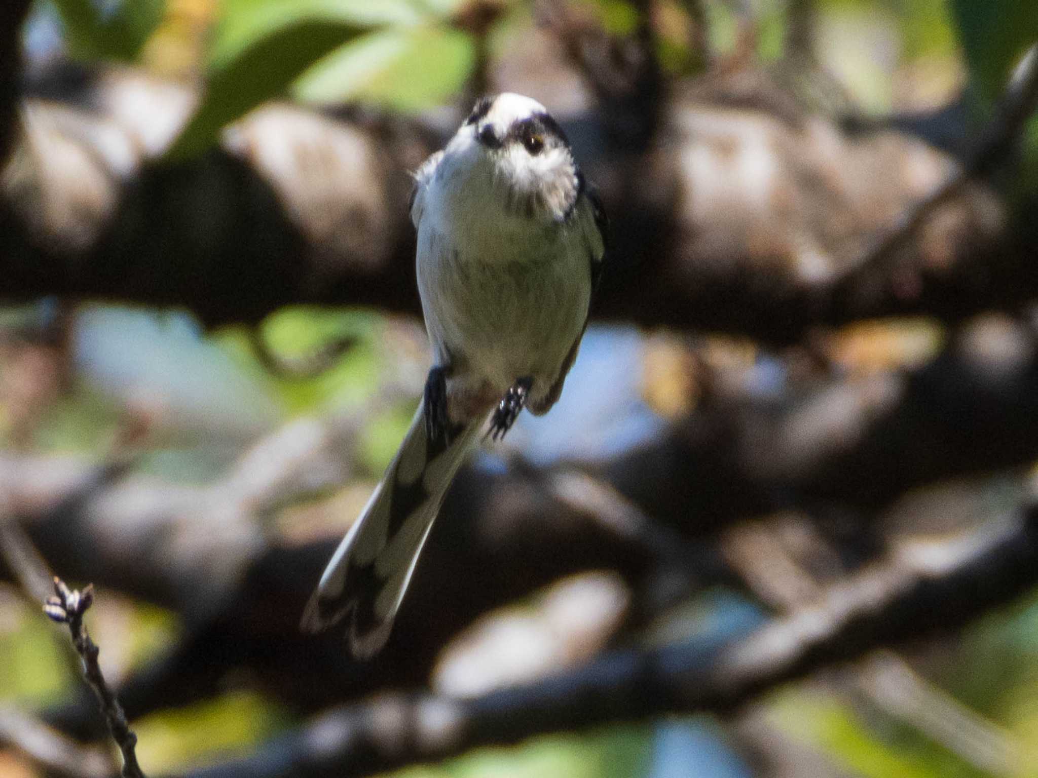 Long-tailed Tit