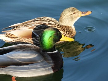 Mallard 頤和園(北京) Fri, 12/31/2021