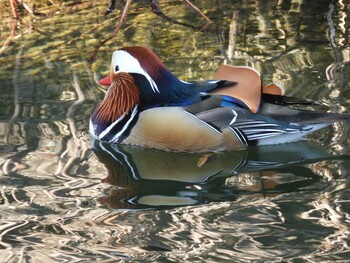 Mandarin Duck 頤和園(北京) Fri, 12/31/2021