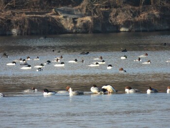 Common Merganser 頤和園(北京) Fri, 12/31/2021