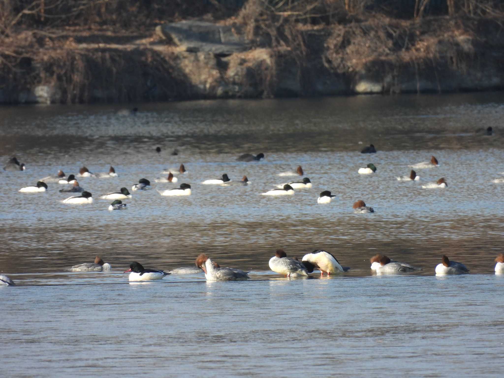 Common Merganser