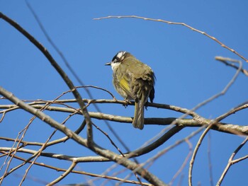 Light-vented Bulbul 頤和園(北京) Fri, 12/31/2021