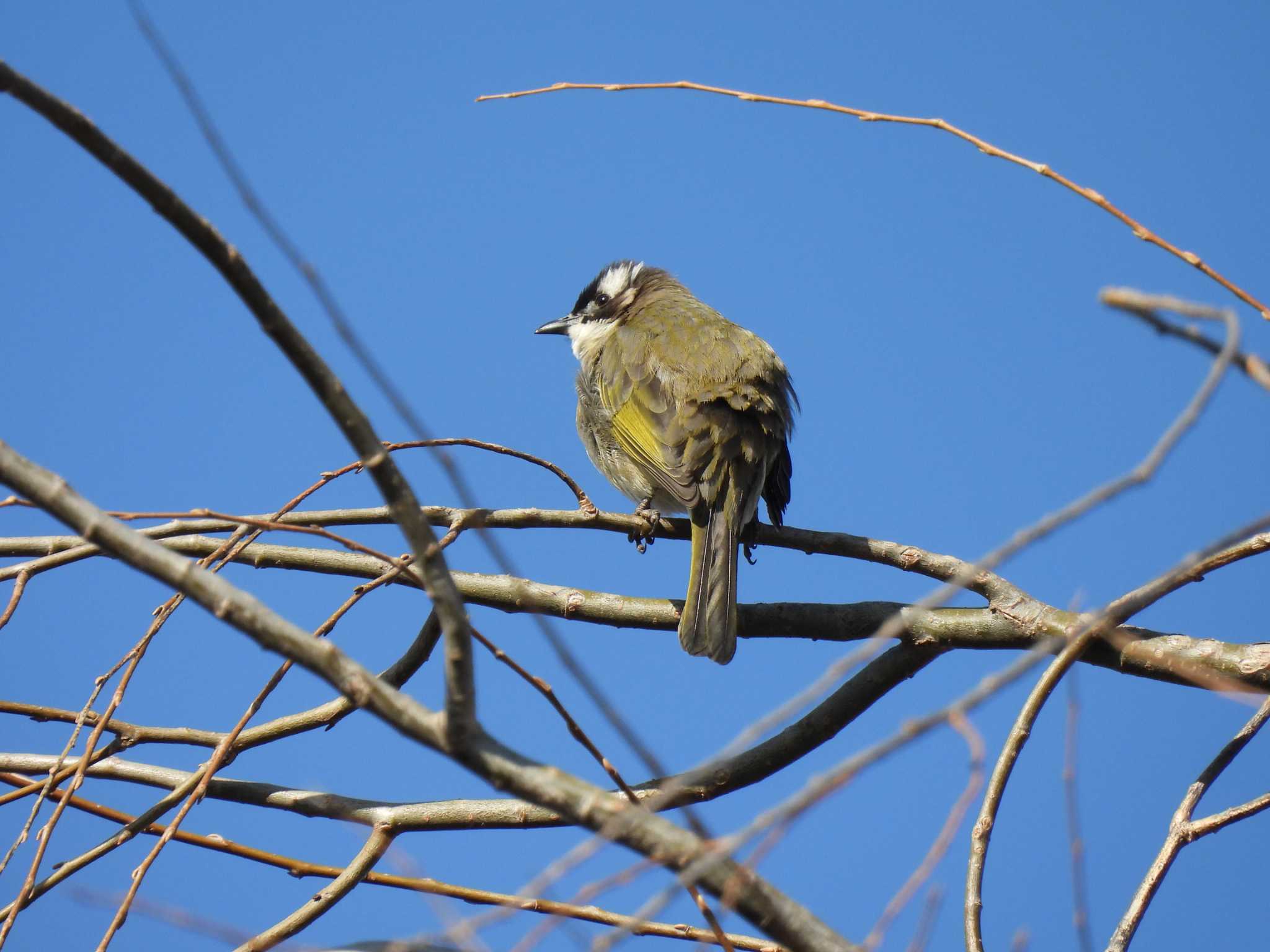 Light-vented Bulbul