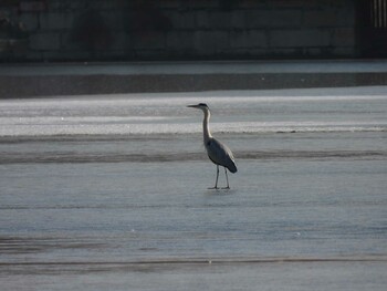 Grey Heron 頤和園(北京) Fri, 12/31/2021