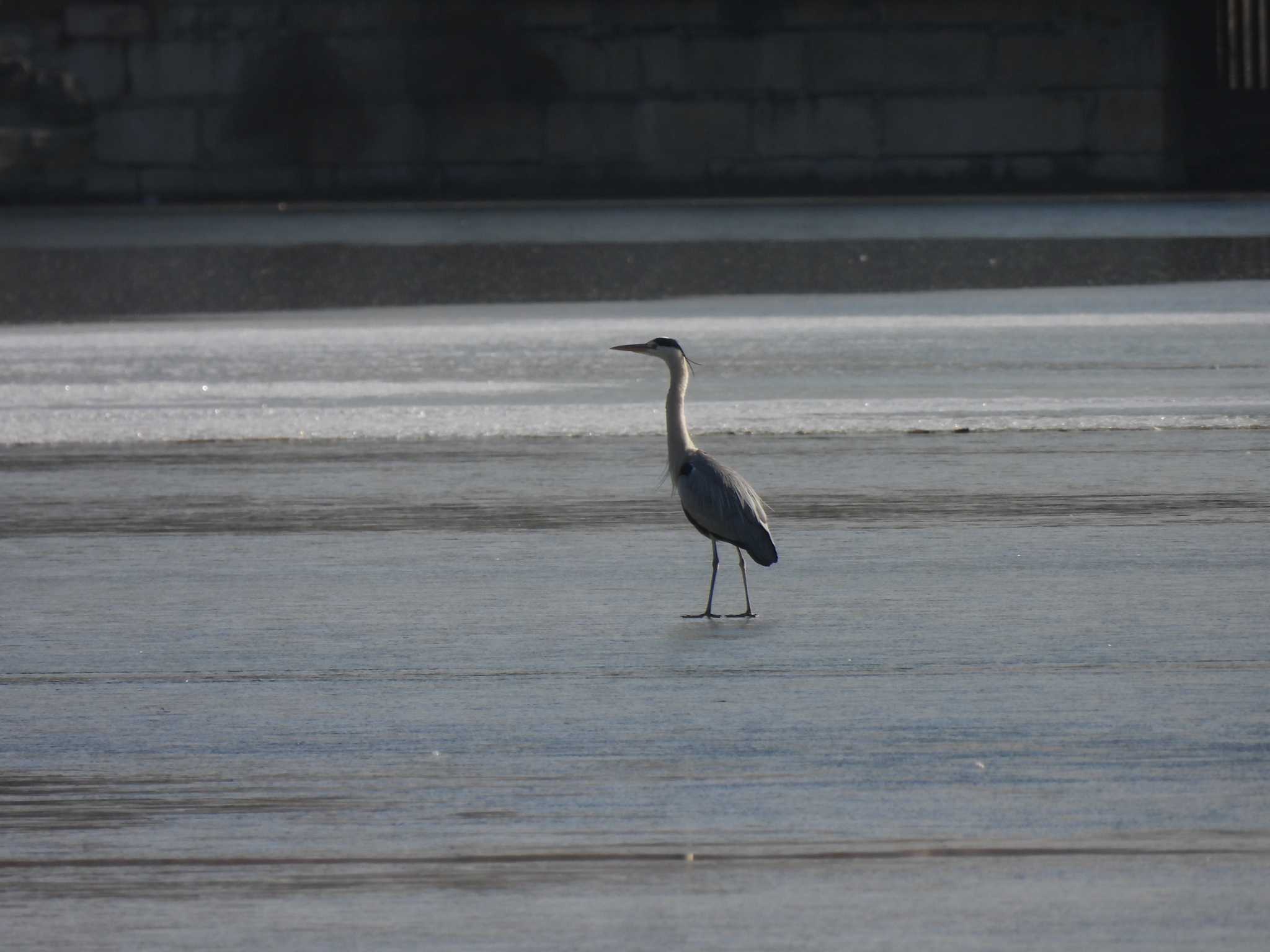 Grey Heron