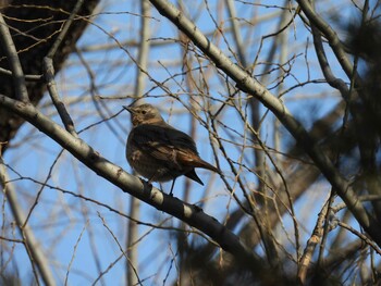 Naumann's Thrush 頤和園(北京) Fri, 12/31/2021