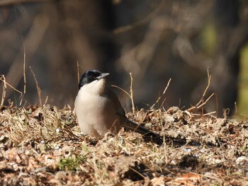 Azure-winged Magpie 頤和園(北京) Fri, 12/31/2021