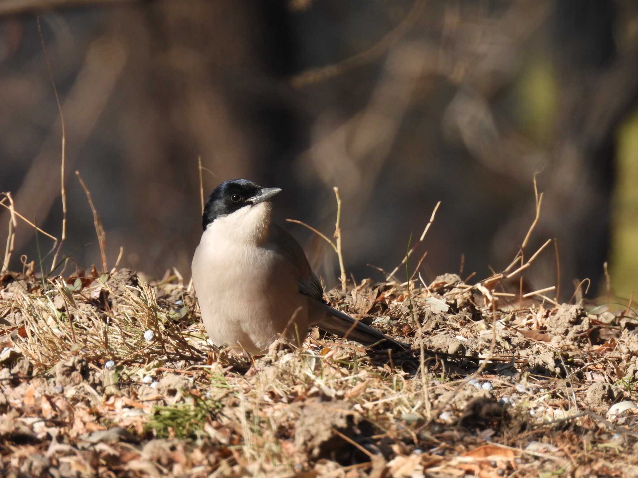 Azure-winged Magpie