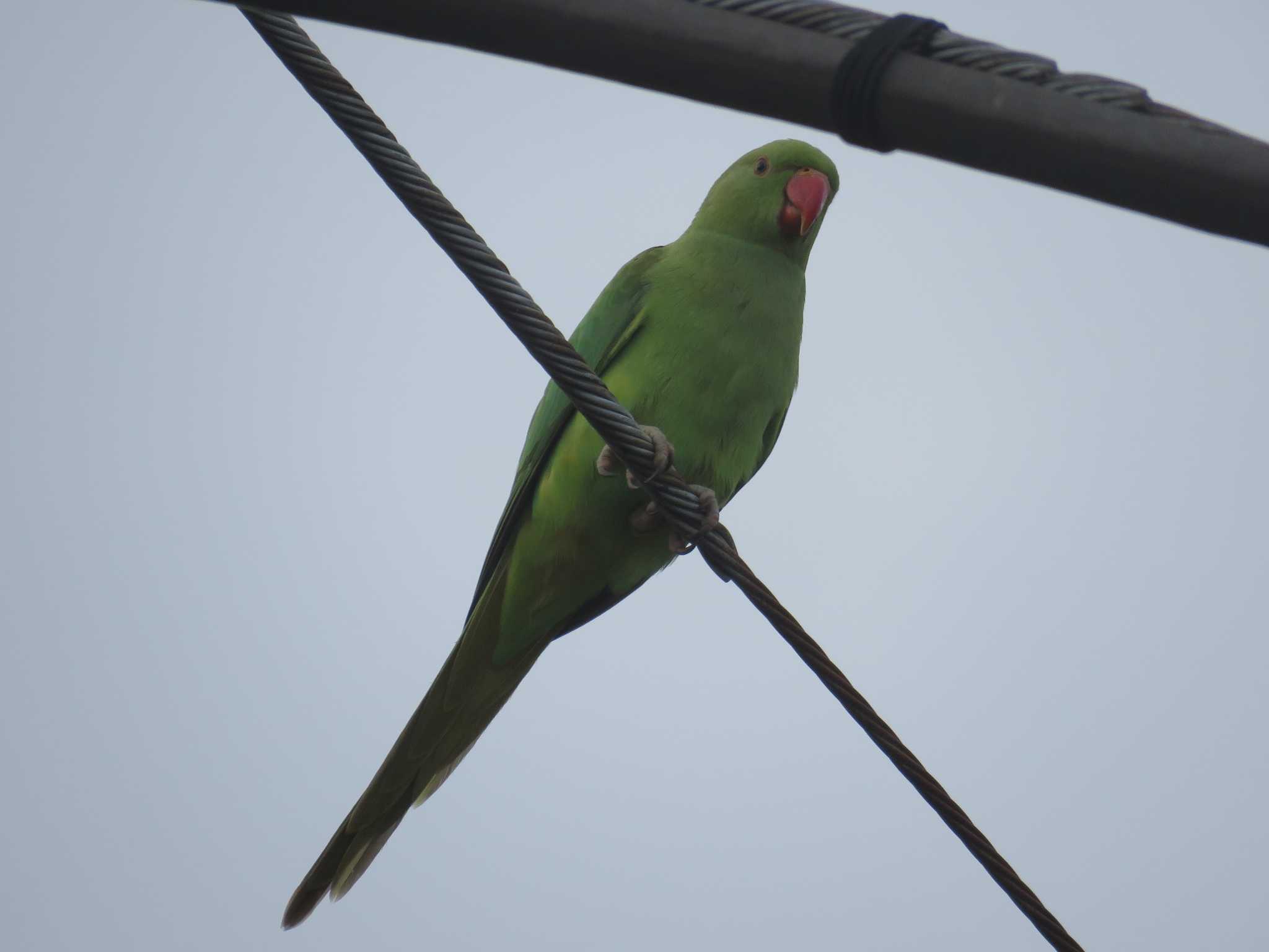 東京都世田谷区 ワカケホンセイインコの写真 by あひる