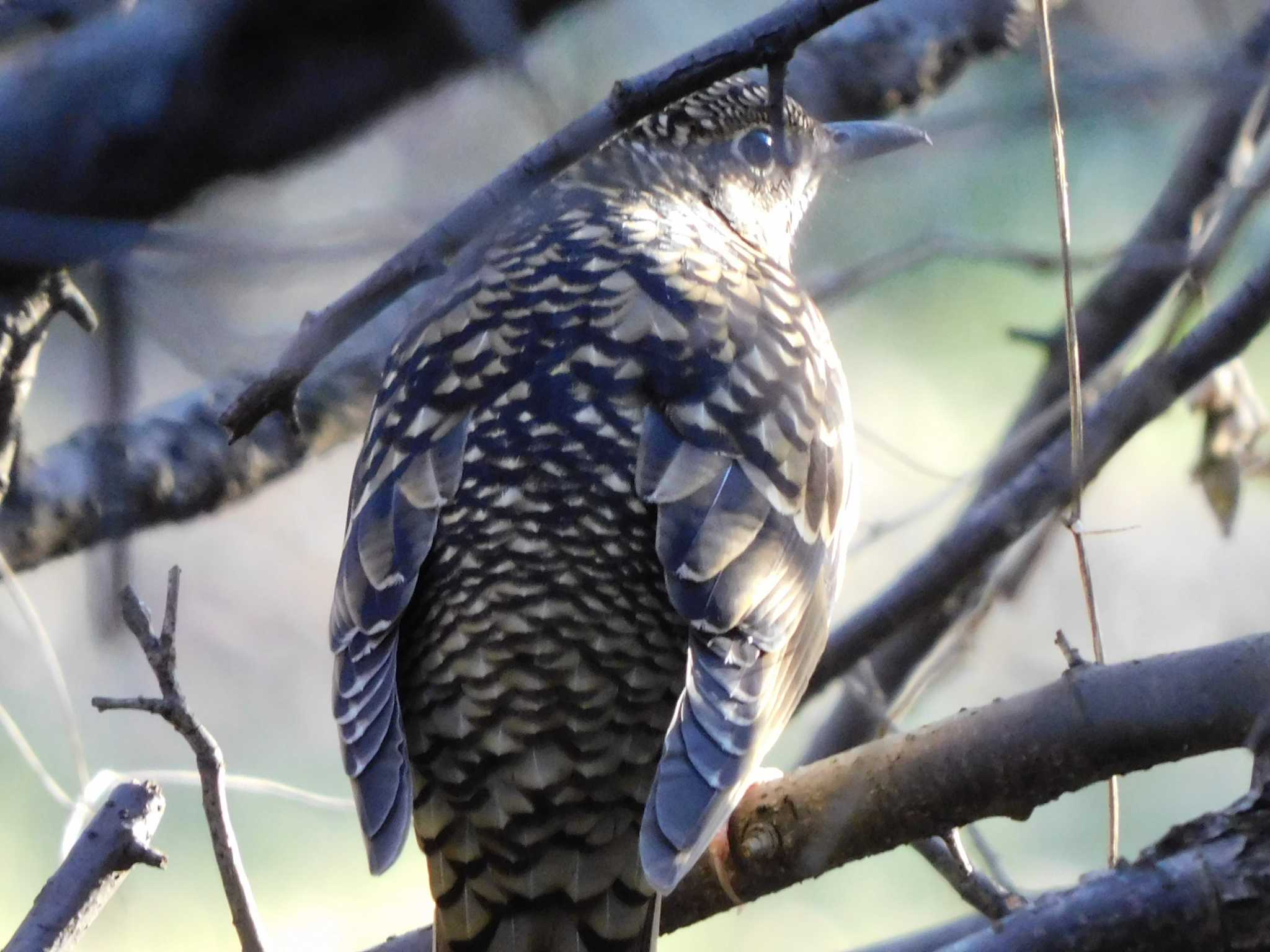 Photo of White's Thrush at Kitamoto Nature Observation Park by ななほしてんとうむし