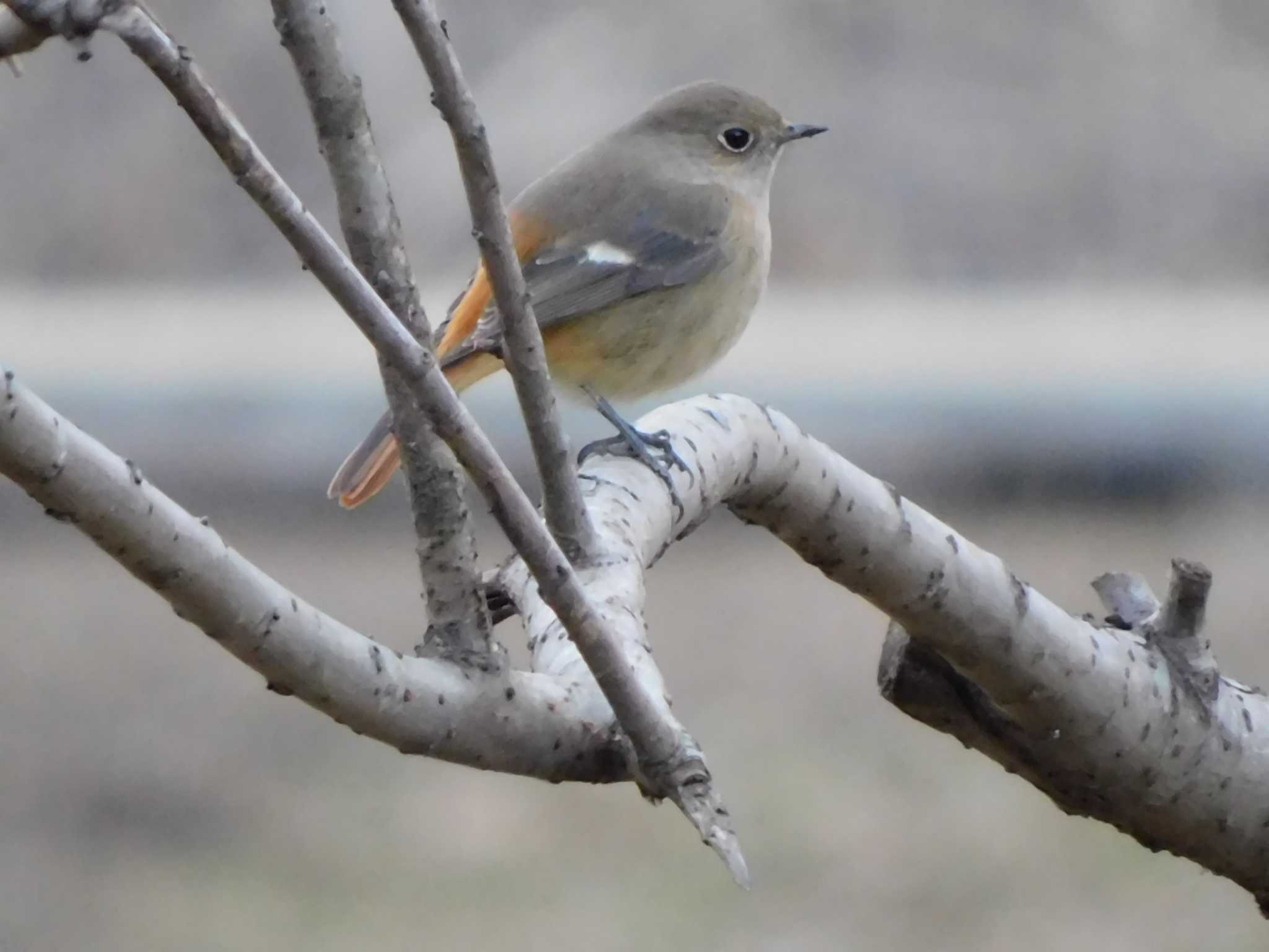 Photo of Daurian Redstart at Kitamoto Nature Observation Park by ななほしてんとうむし