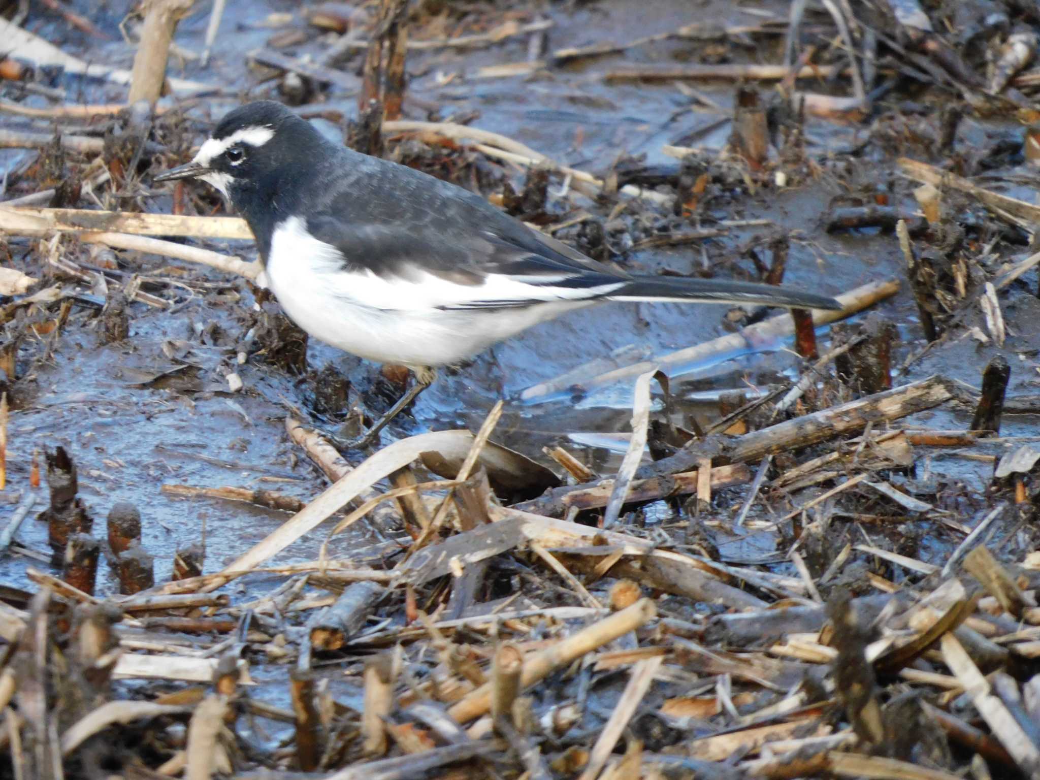 Photo of Japanese Wagtail at Kitamoto Nature Observation Park by ななほしてんとうむし