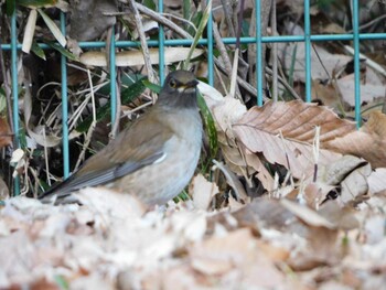 Pale Thrush Kitamoto Nature Observation Park Fri, 12/31/2021