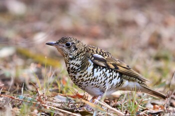 White's Thrush Unknown Spots Fri, 12/31/2021