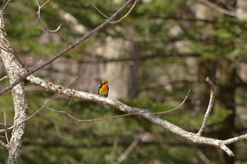 Narcissus Flycatcher 奥日光 Wed, 5/3/2017