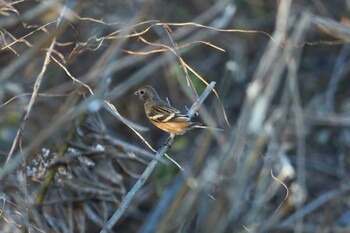 2021年12月30日(木) 渡良瀬遊水地の野鳥観察記録