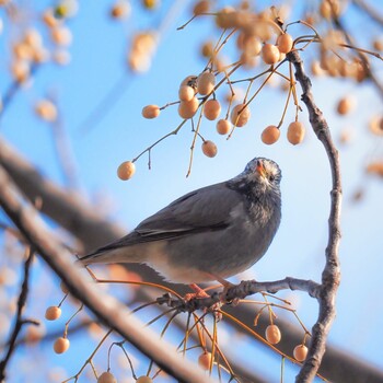 White-cheeked Starling 武庫川 Thu, 12/30/2021