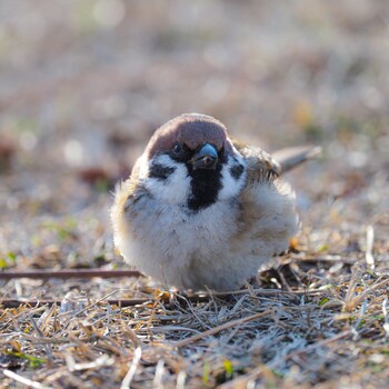 Eurasian Tree Sparrow 武庫川 Thu, 12/30/2021