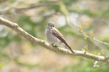 Asian Brown Flycatcher 奥日光 Mon, 5/15/2017