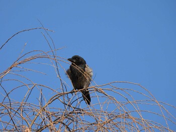 Daurian Jackdaw 頤和園(北京) Fri, 12/31/2021