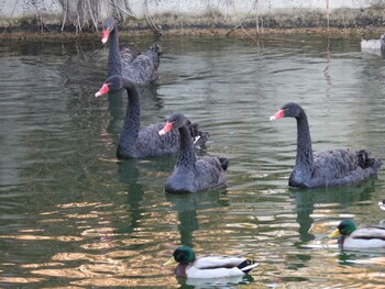 Black Swan 頤和園(北京) Fri, 12/31/2021