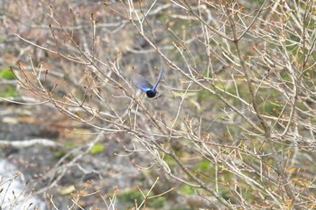 Blue-and-white Flycatcher 奥日光 Mon, 5/15/2017