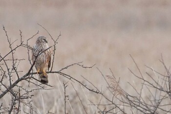 2021年12月27日(月) 大洗海岸 涸沼の野鳥観察記録