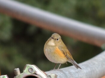 Red-flanked Bluetail 青梅丘陵 Fri, 12/31/2021