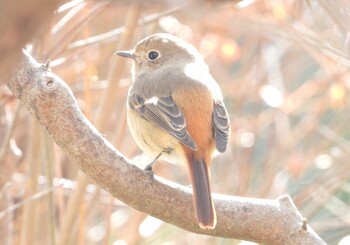 ジョウビタキ 山口県 2021年12月25日(土)