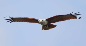 Brahminy Kite タイ Mon, 2/25/2019