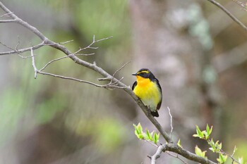 キビタキ 軽井沢野鳥の森 2021年5月10日(月)