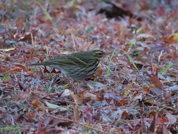 2021年12月18日(土) 京都御所の野鳥観察記録