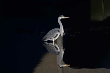2022年1月1日(土) 長浜公園の野鳥観察記録