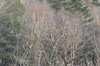 Eurasian Coot 奥日光 Sun, 4/17/2016