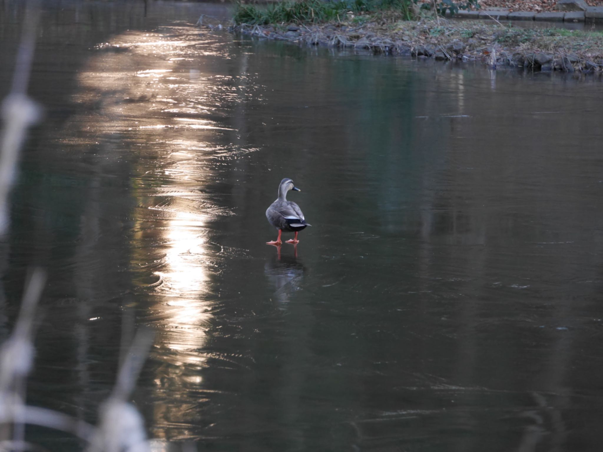 Eastern Spot-billed Duck