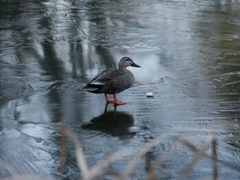 Sat, 1/1/2022 Birding report at せせらぎ公園