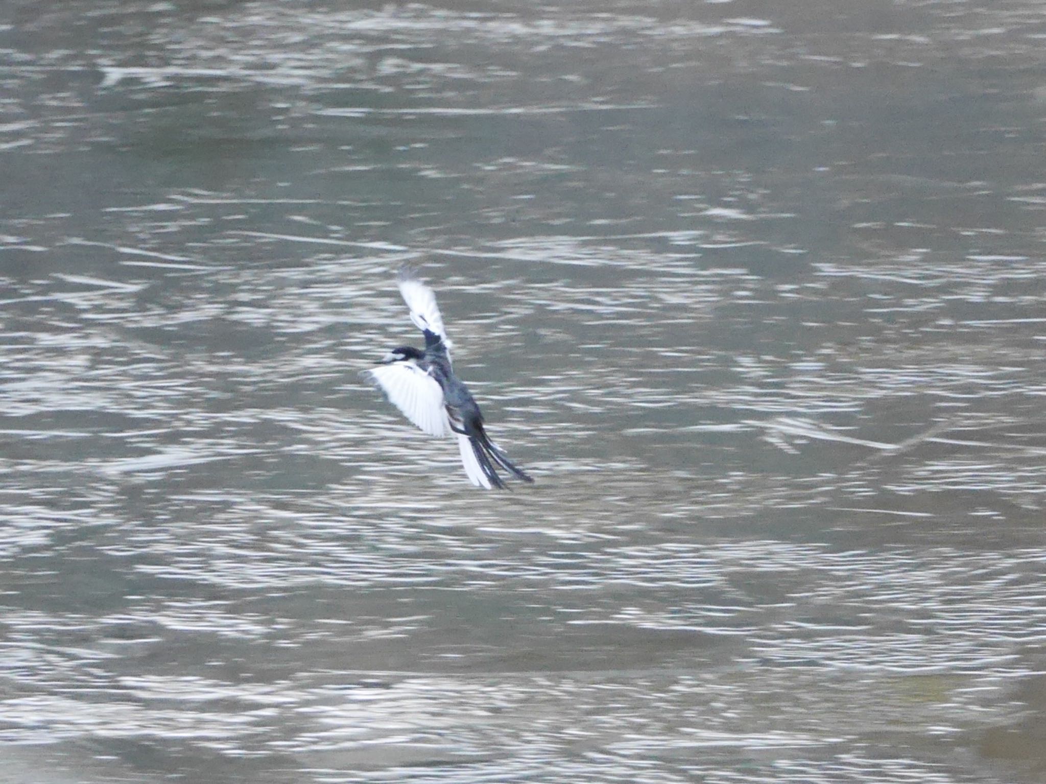 White Wagtail