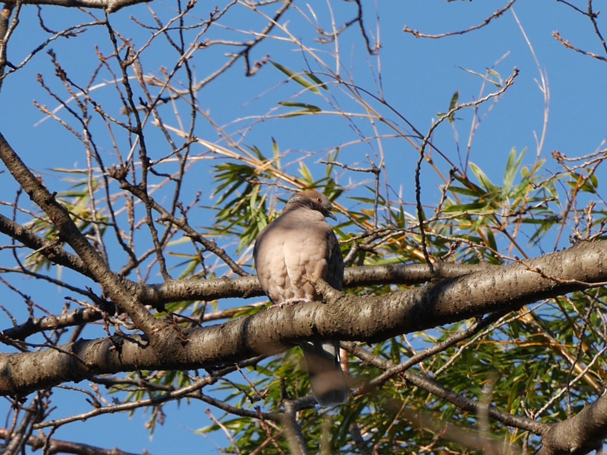 Photo of Oriental Turtle Dove at せせらぎ公園 by アポちん