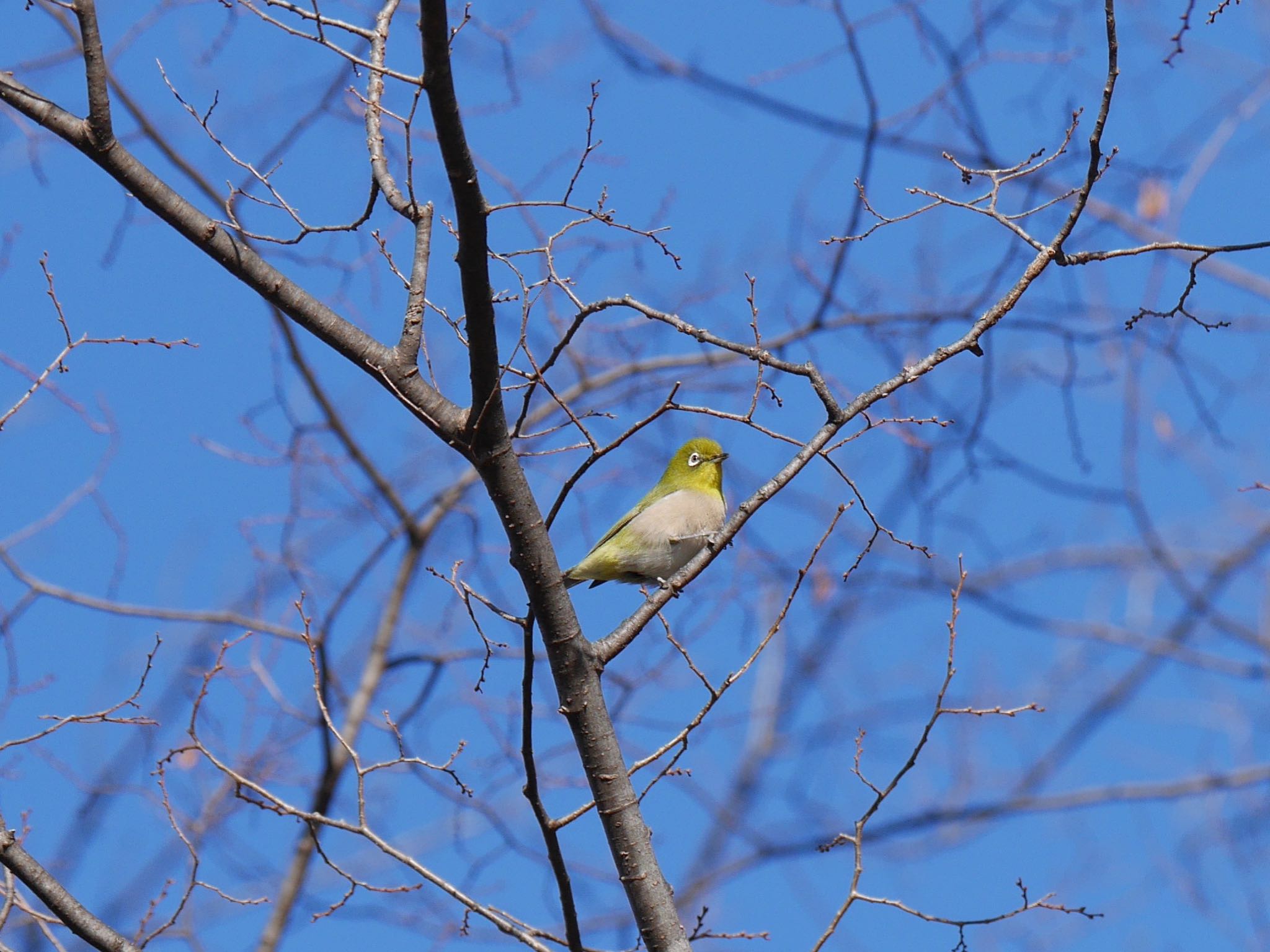 Warbling White-eye