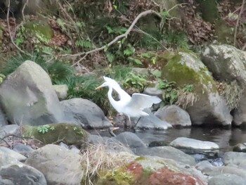 Great Egret 箱根早川 Fri, 12/31/2021