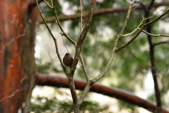 ミソサザイ 奥日光 2016年4月17日(日)