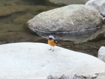 Daurian Redstart 箱根早川 Fri, 12/31/2021