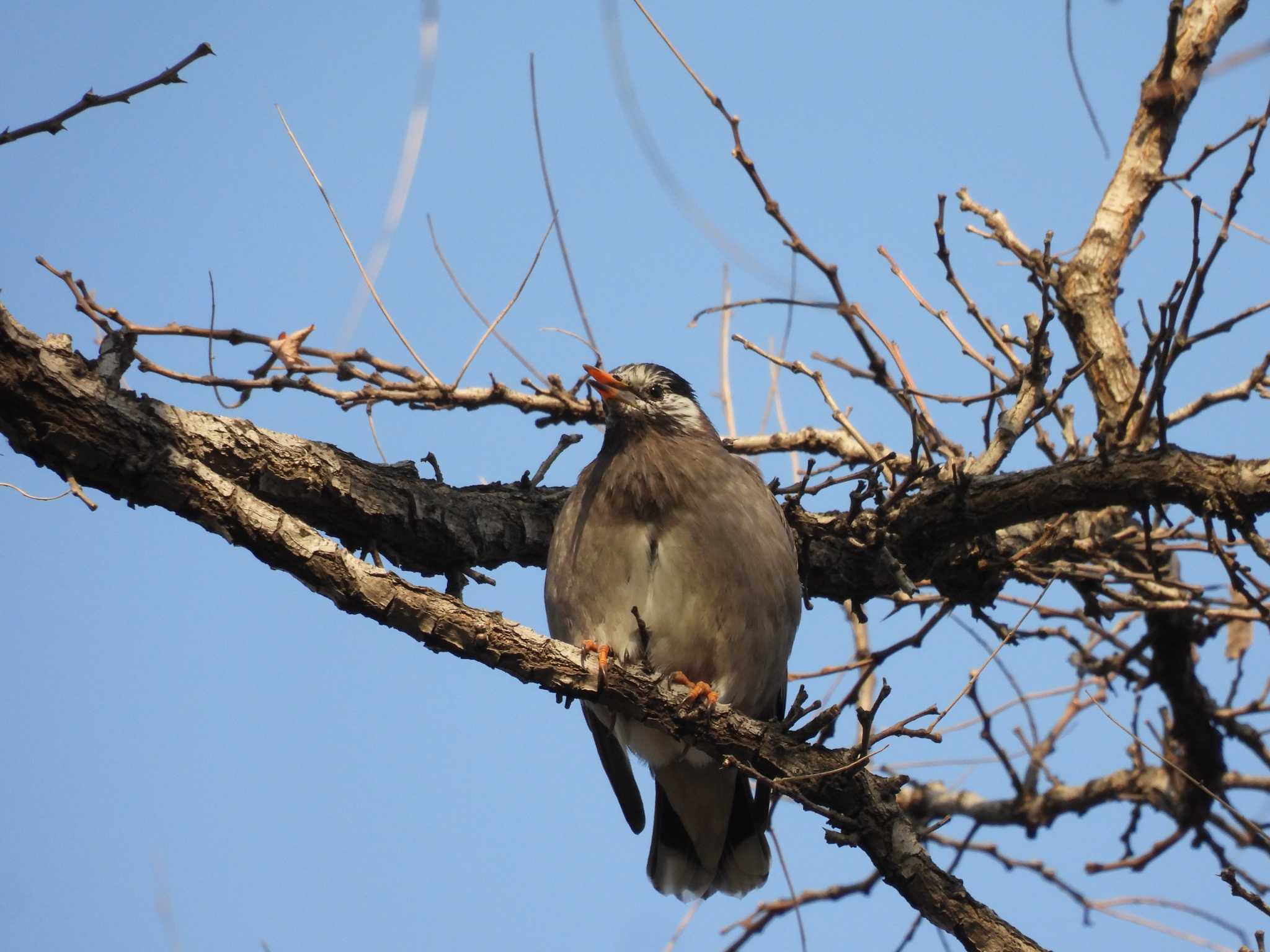 White-cheeked Starling