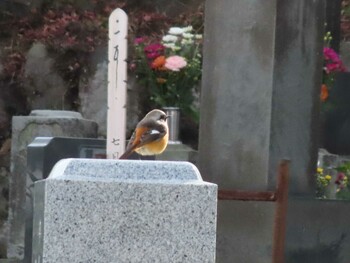 2021年12月31日(金) 玉宝寺の野鳥観察記録