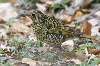 トラツグミ 座間谷戸山公園 2021年12月31日(金)