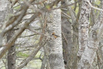 Bull-headed Shrike 奥日光 Sat, 5/14/2016