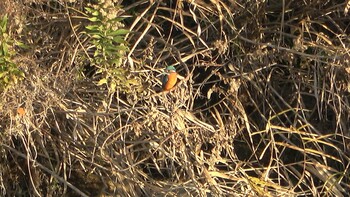 2021年12月11日(土) 三滝川の野鳥観察記録